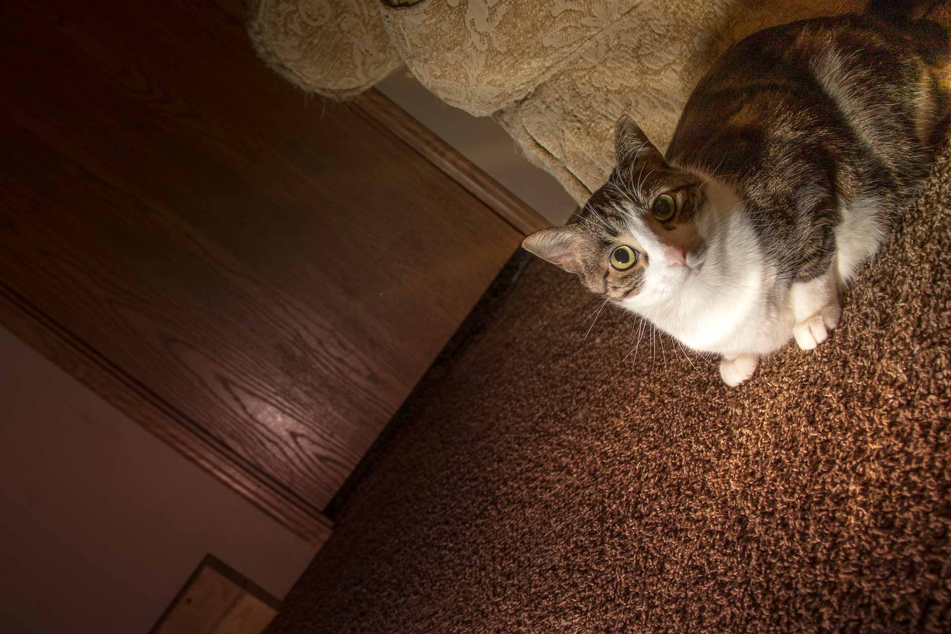 Cat resting in a patch of sunlight